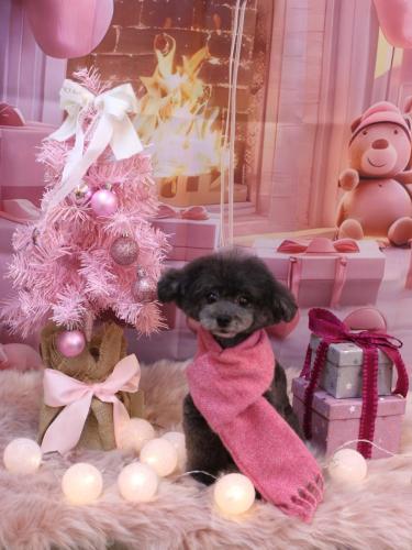 20241218NEROちゃん